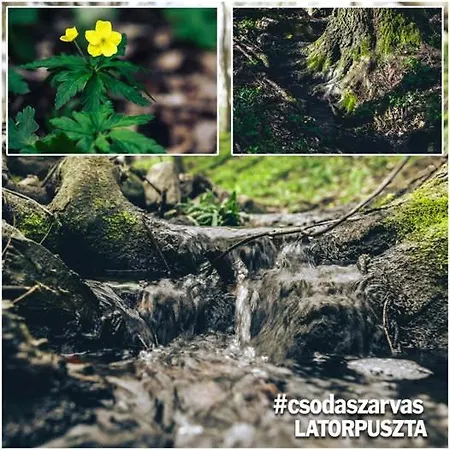Csodaszarvas Vendeghaz Prázdninový dům Saly