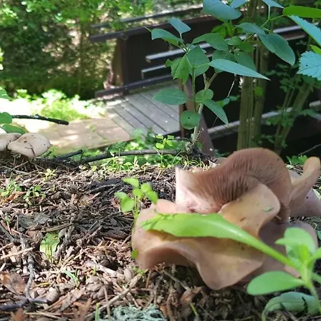 Csodaszarvas Vendeghaz *