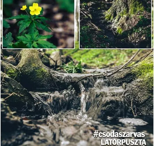 Csodaszarvas Vendeghaz 펜션 Saly