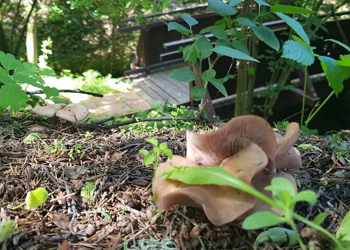 Csodaszarvas Vendeghaz *